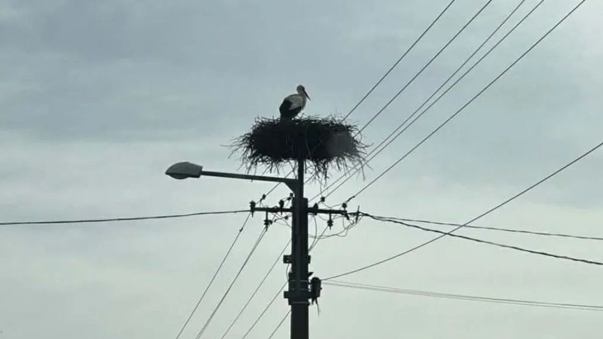 Megérkeztek a fehér gólyák: több településen is feltűntek a tavasz hírnökei
