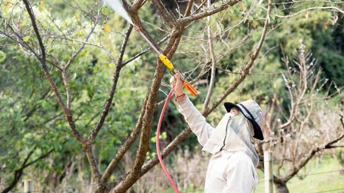 Februári lemosó permetezés: hogyan készítik fel a gyümölcsösöket a tavaszra?