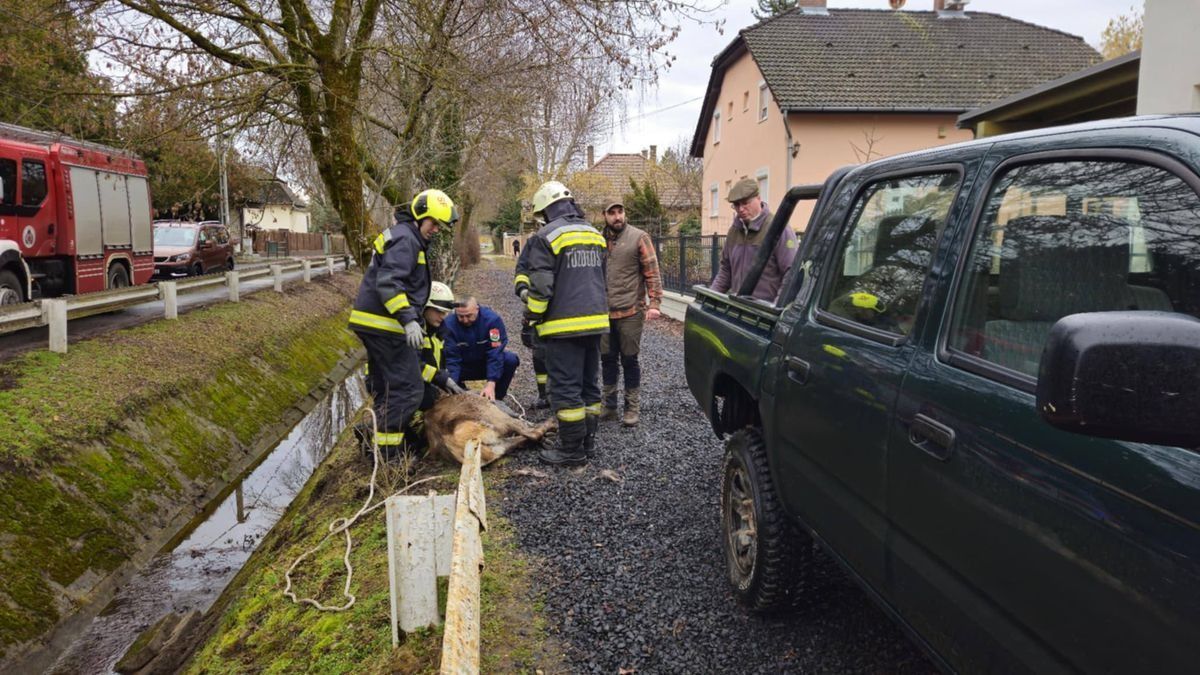 Szarvasmentés a Balatonnál – élet-halál harc a csapdába esett vadért (videó)