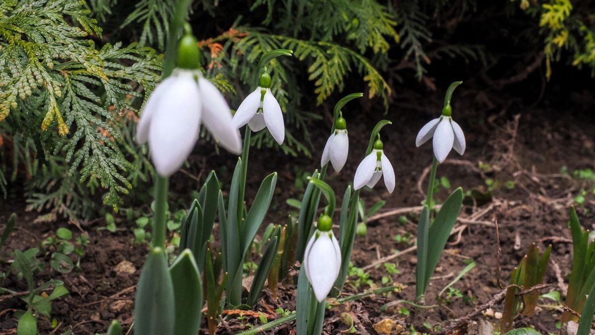 Marad a köd, azonban előbújhat a Nap – ilyen idő vár Veszprémre vasárnap