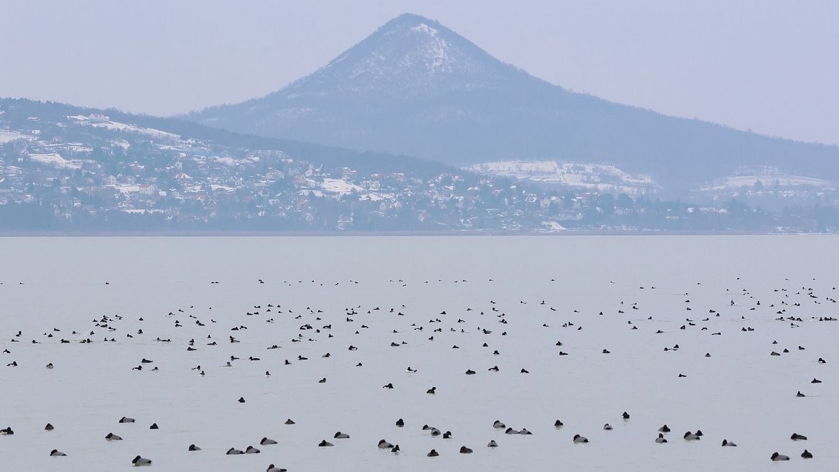 Februári madárszámlálás a Balatonnál: ritkaságok és meglepő rekordok