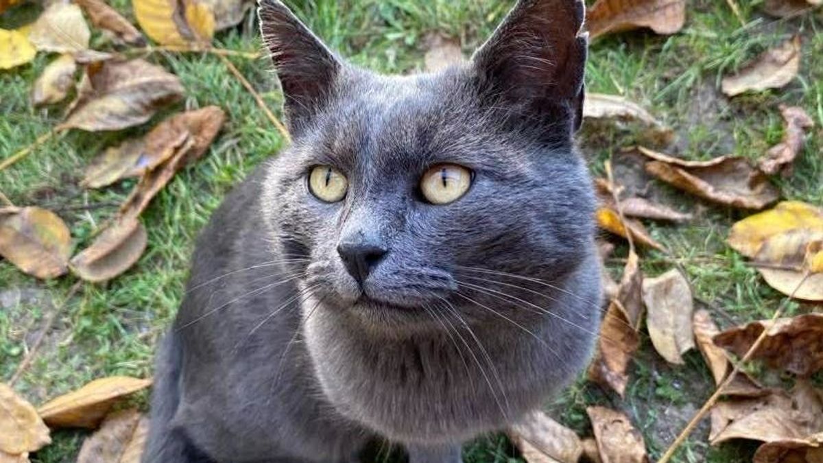 Tigris hónapban ünnepeljük a cicákat – Miért éppen február 17-én van a macskák világnapja?