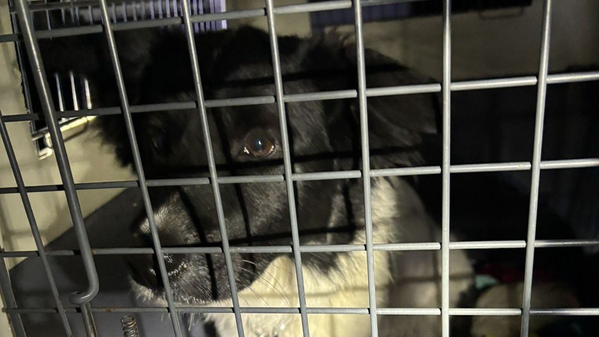 Centiken múlt az élete: láncra vert kiskutyát mentettek meg a biztos haláltól Pétfürdőn (+ galéria, videó)