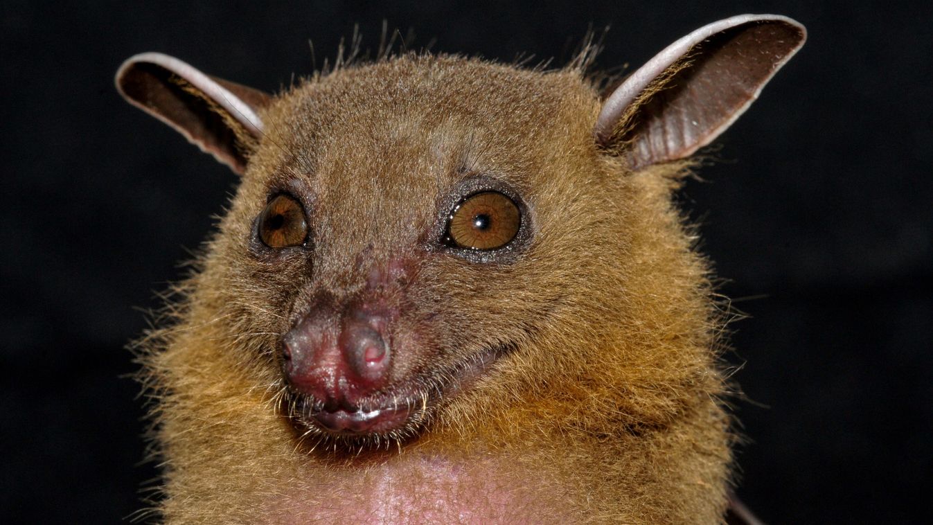 A denevérek segíthetnek az életmentésben, a vírusok miatt vizsgálják ezeket az...