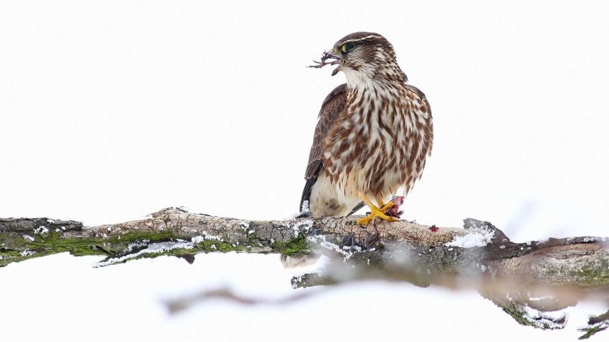 Kis sólyom, a hegyes szárnyú ragadozó