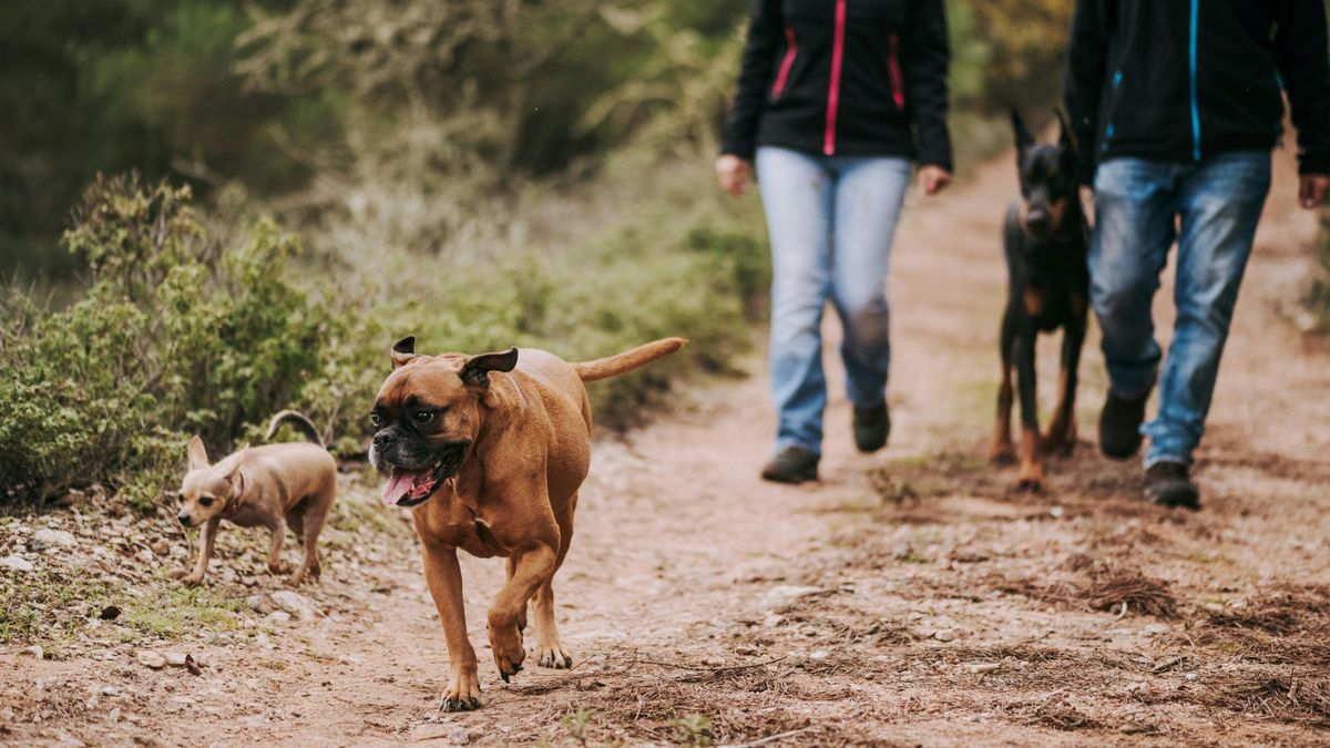 Mutatunk 5 tippet: Így kirándulj biztonságosan négylábú barátoddal
