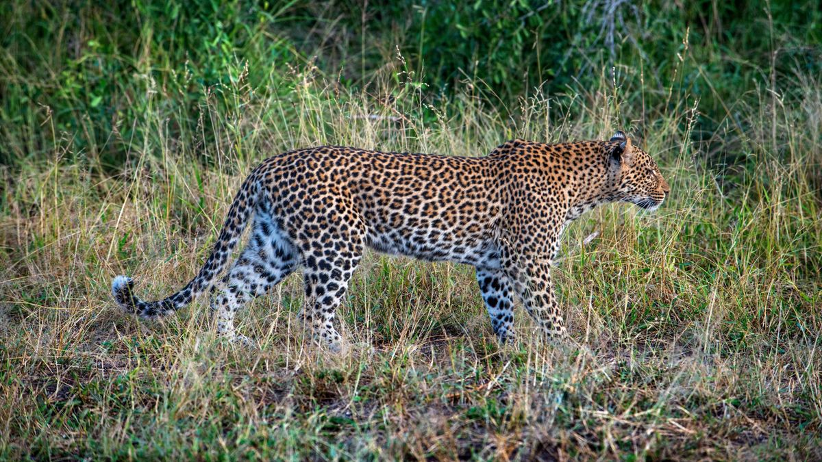 Leopárd végzett egy cseh szerzetessel