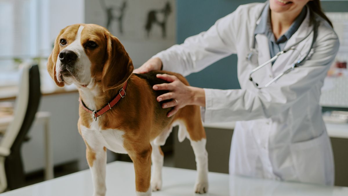 Régi álma teljesült a veszprémi gazdiknak, már este is kaphat segítséget bajba jutott kedvencük (+videó)