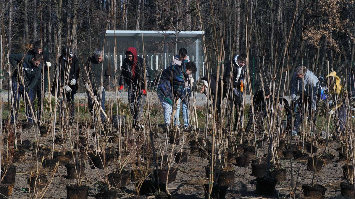 Elültették a veszprémi Miyawaki erdőt – 500 fa és 500 cserje került a földbe