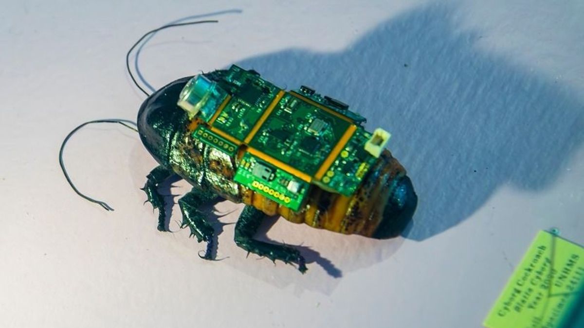 Kiborg csótányok: élő rovarokból lettek irányítható robotok