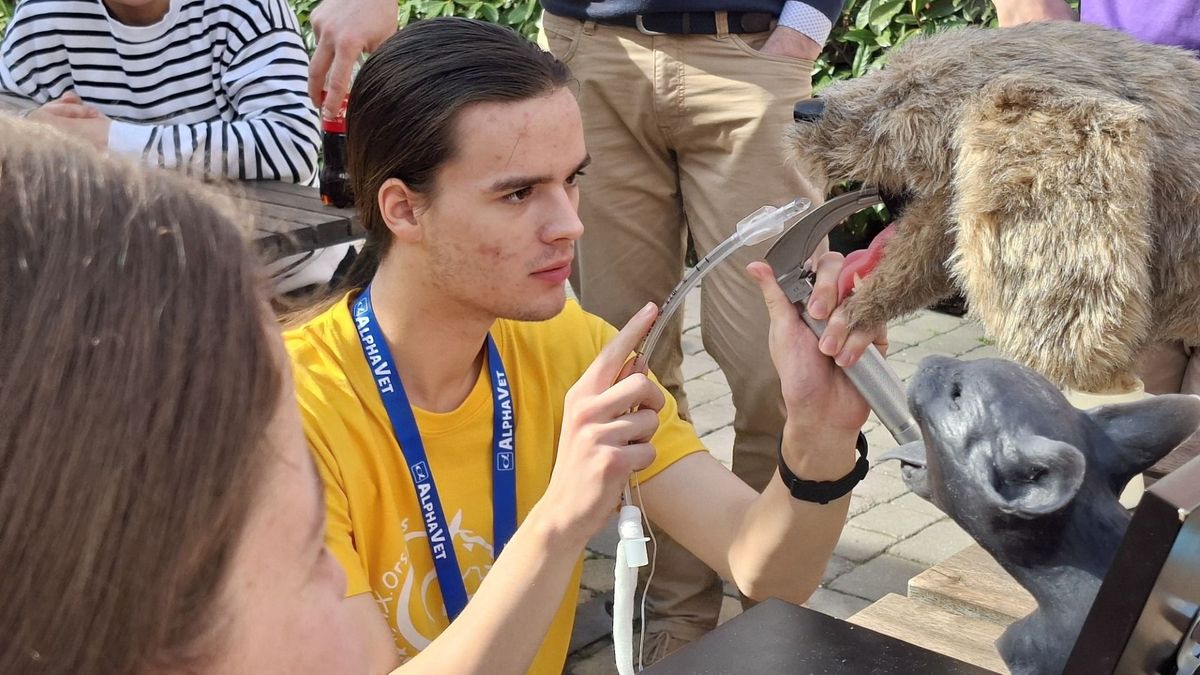 Hat országos döntő egy tanévben – pápai diák tarol a versenyeken