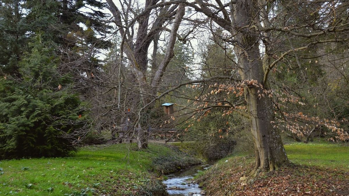 A bakonyi arborétum fáiért is muzsikál a bazilikában a híres hegedűművész