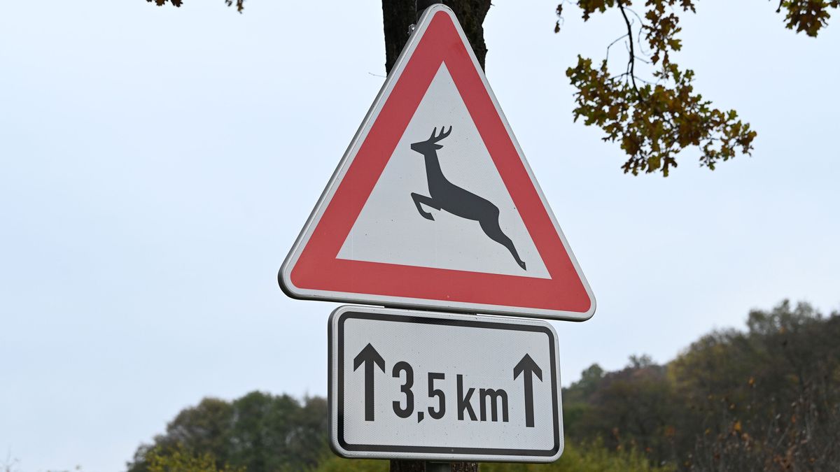 Egy kattintás elég lehet, hogy megelőzz egy vadbalesetet