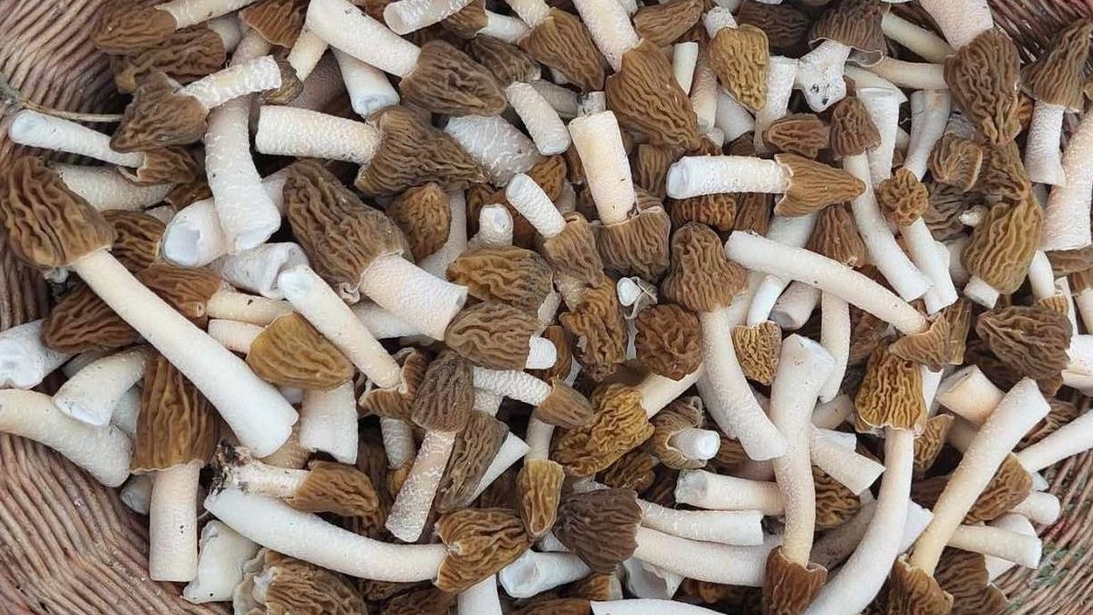 Méregdrága ínyencséget szedhetsz az erdőkben – Mutatjuk, mikor merre indulj