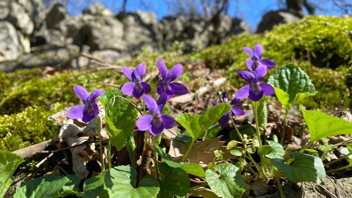 Öt rejtélyes bakonyi barlangot ajánlunk, ahol a vadregényes hangulat garantált (+ fotók)