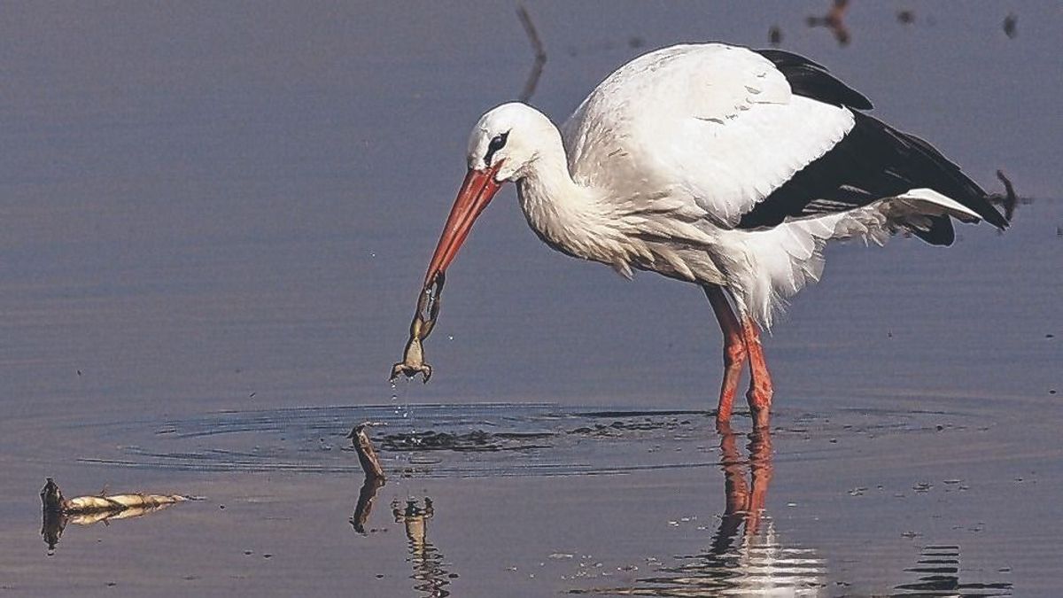 Megérkezett az első gólya!