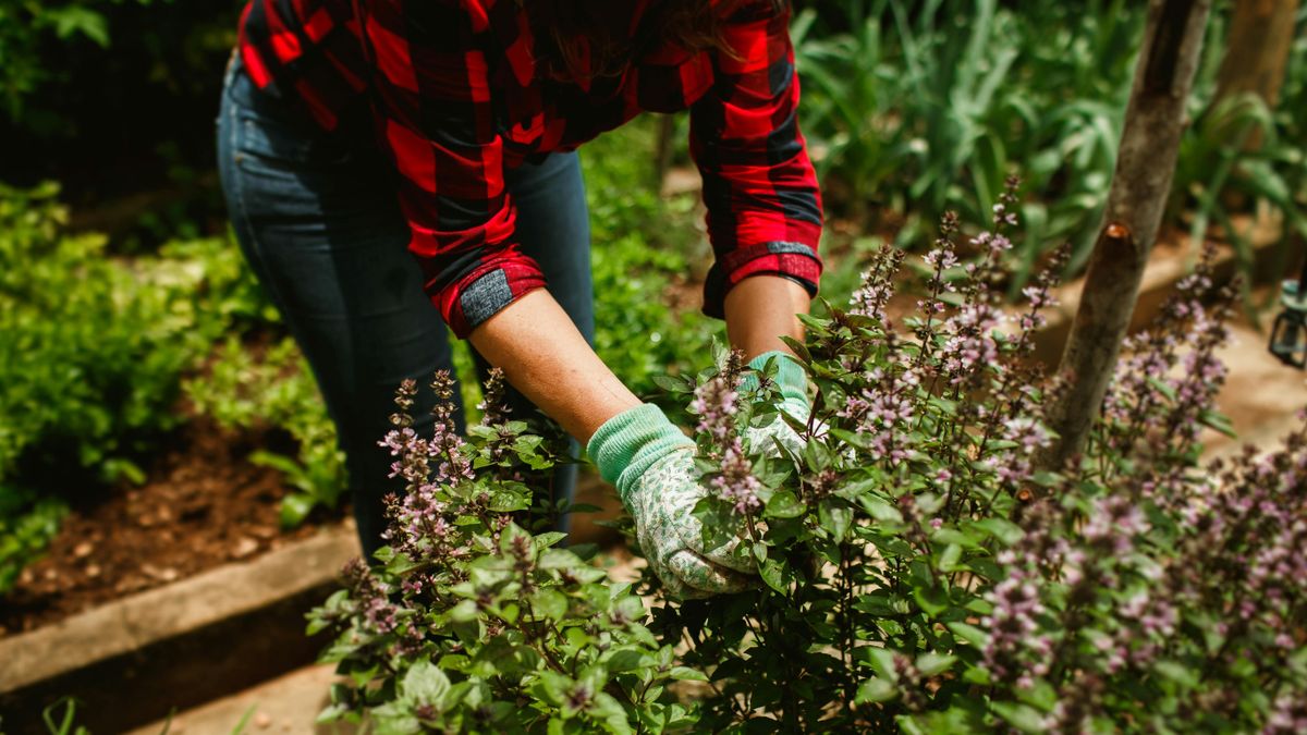 Tavasszal felébred a kert – mikor vágjunk bele a metszésbe?