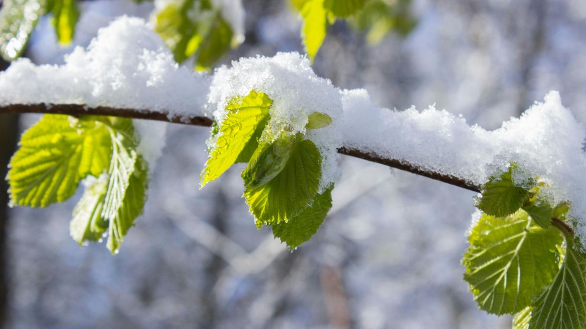 Megvan, mekkora havazás jöhet a héten: ezt mutatják az előrejelzések!