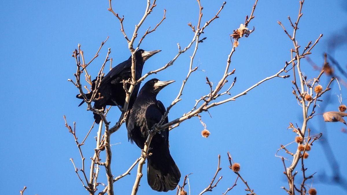 Bosszantó varjak a településeken: most mindenki segíthet megszámolni őket (+videó)