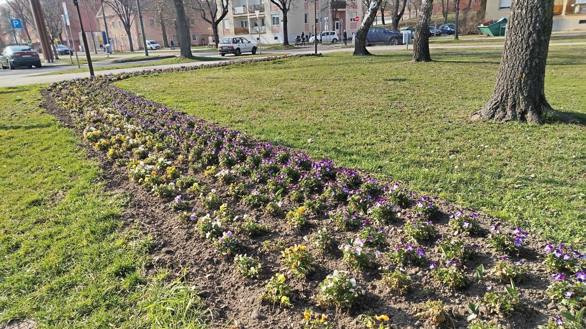 Felkészültek a klímaváltozásra: esőkert és szárazságtűrő növények