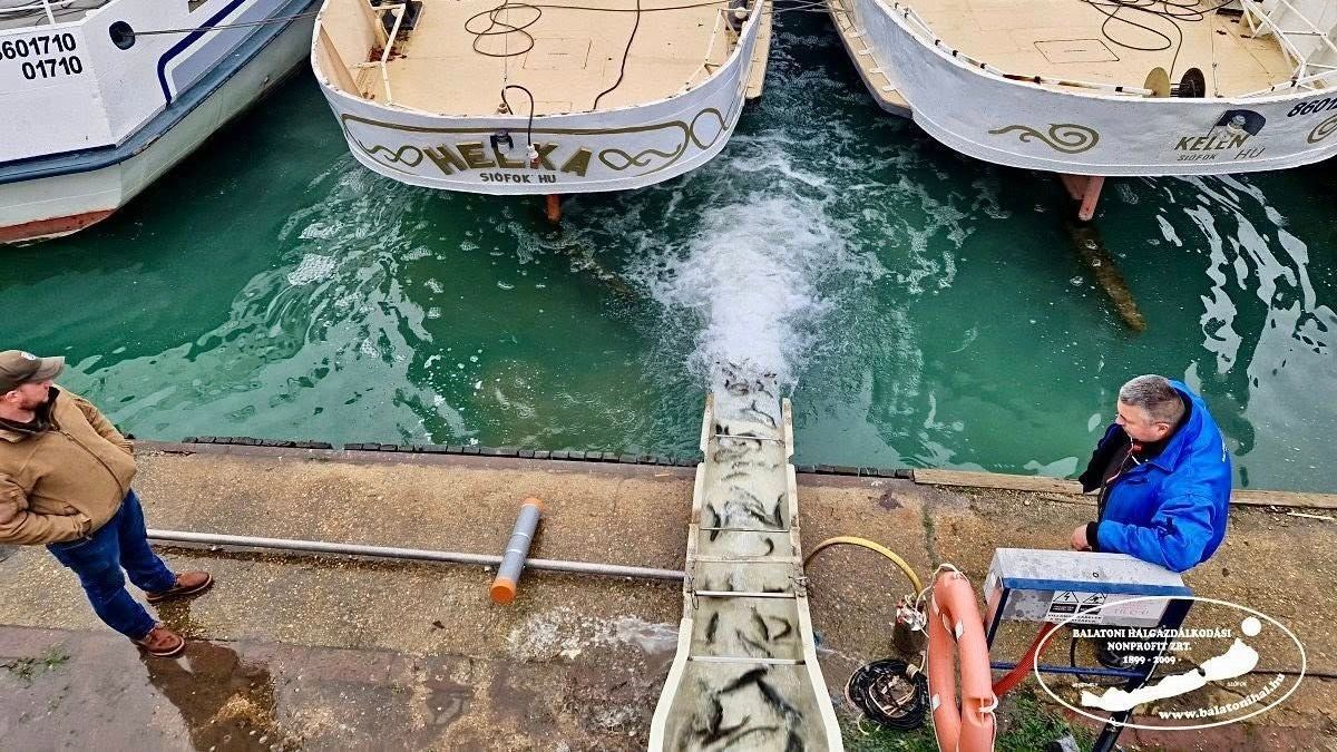 135 fuvar, 300 tonna ponty – Így árasztották el hallal a Balatont 2025-ben (videó)