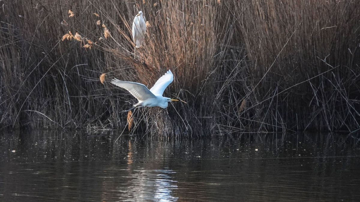 Napok óta mindenki ezt figyeli a Balatonnál – Furcsa adat jött a tóról