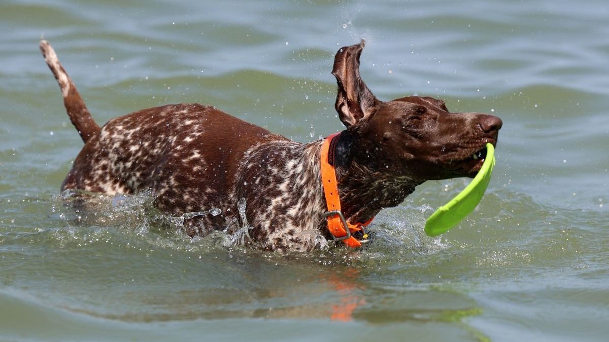 Ennek a gazdik és a kedvencek is örülni fognak: újabb kutyás strand nyílhat a Balatonon
