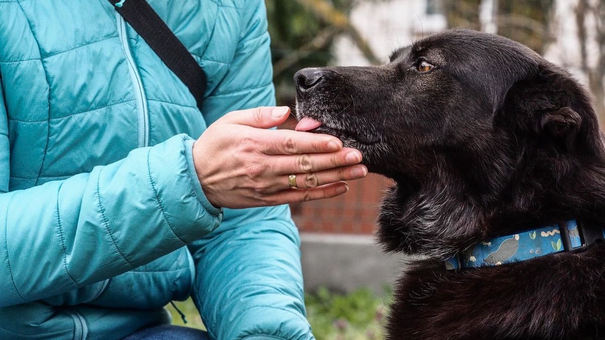Ingyenes tréningek indulnak a városi kutyatartóknak (galéria)