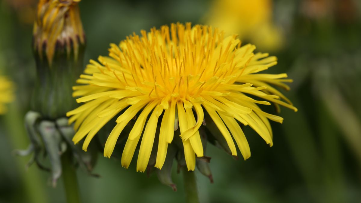 Több, mint gyom: így is felhasználhatod a pitypangot (+ videó)