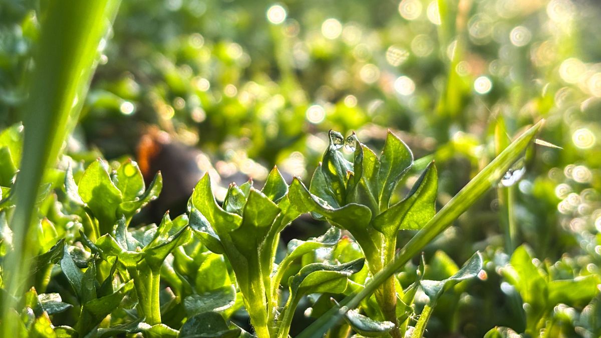 Így indul a hét: napsütés, felhők és néhol zápor is jöhet hétfőn