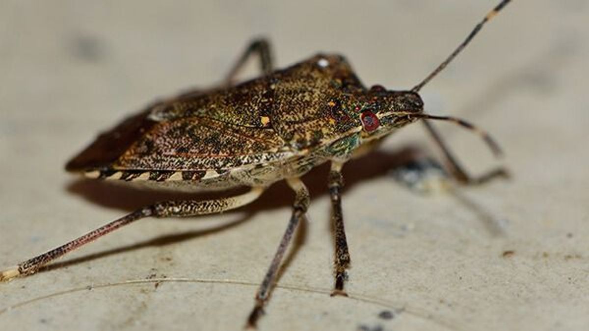 Megölte a kemény tél a poloskákat? Meglepő, mire jutott a szakember