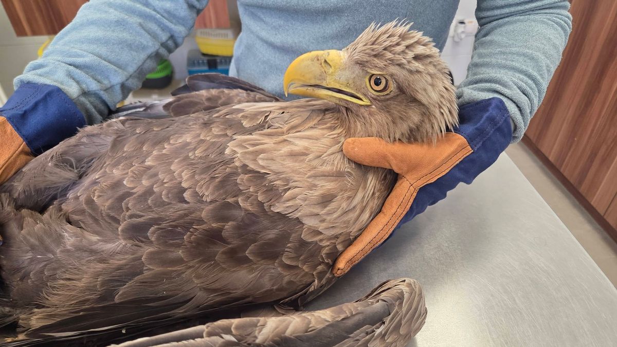 Jó kezekbe került a röpképtelen, sérült rétisas