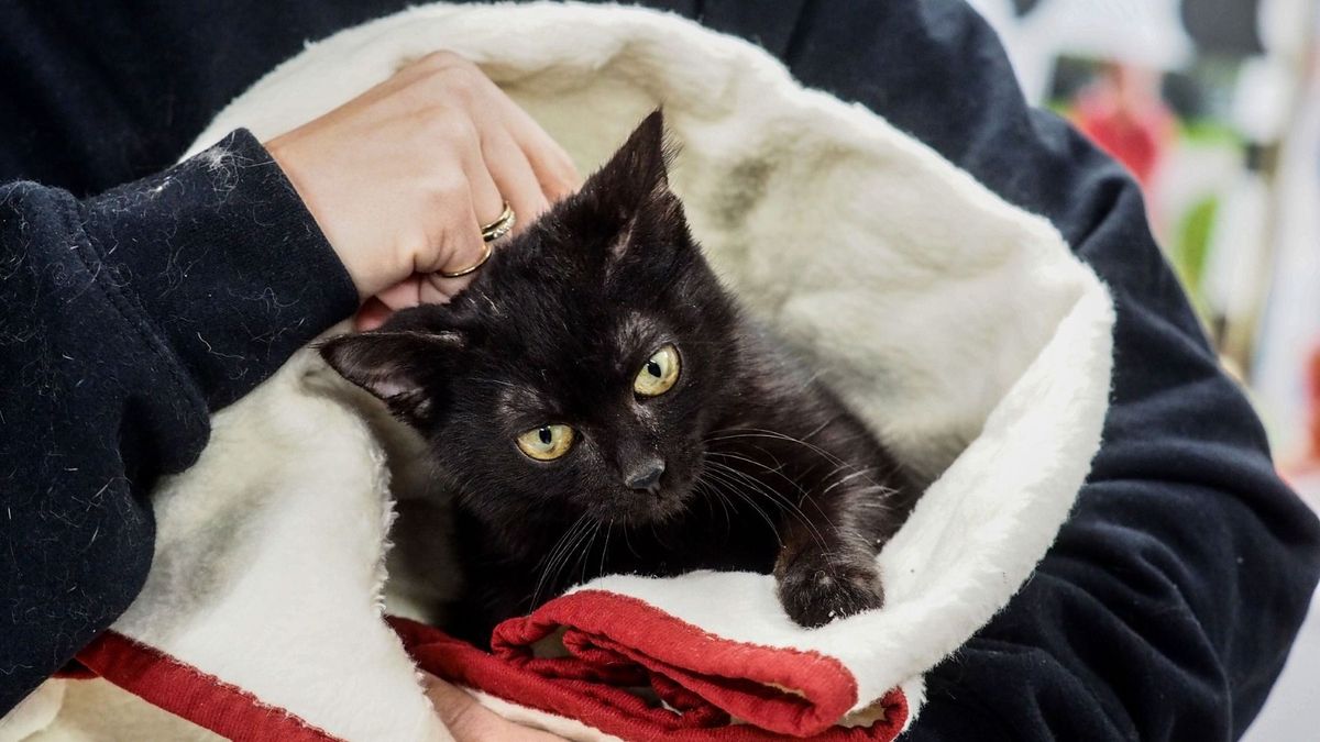 Újabb lépés a felelős állattartás felé: itt a Macskajogsi (galéria)