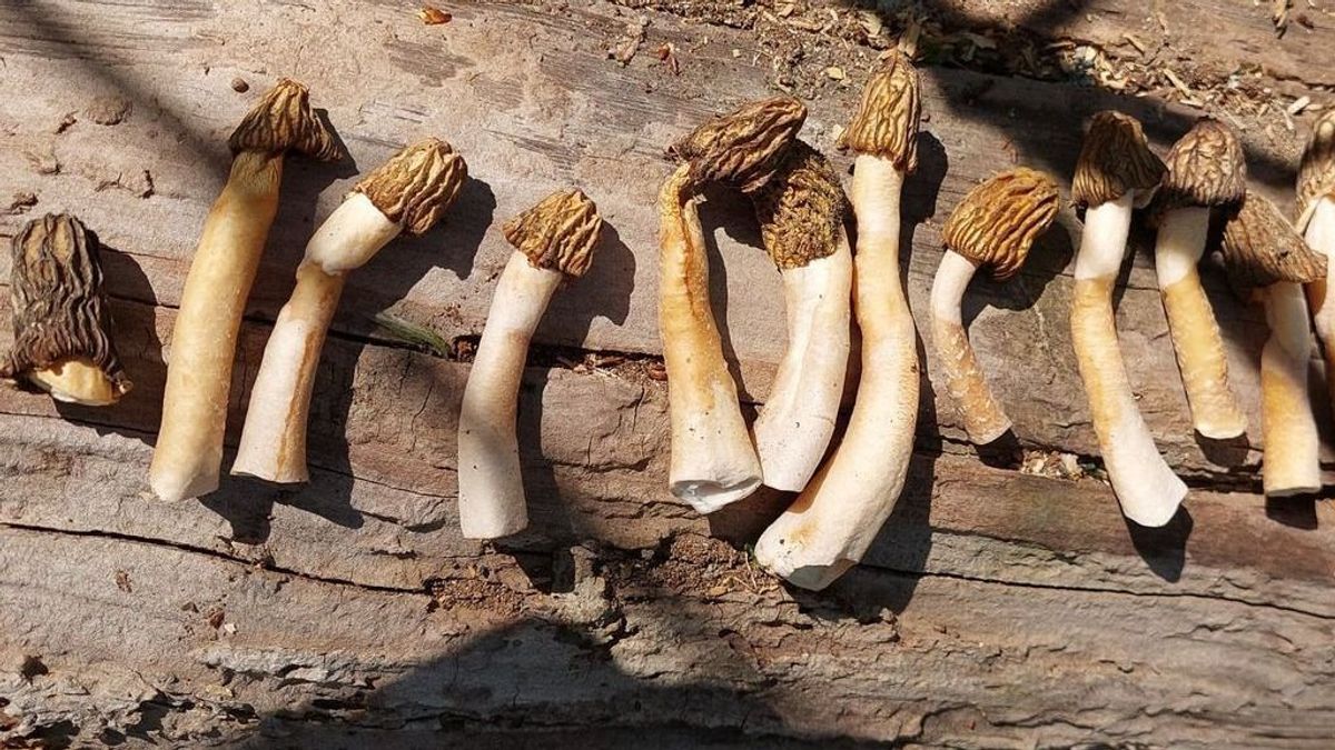 Tavaszi luxuscsemege az erdőből, amiért rajonganak a gombakedvelők