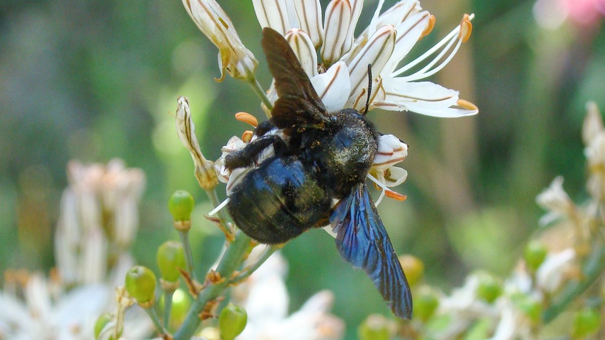 Sokan megijednek ettől az óriási rovartól, pedig rendkívül hasznos (+videó)