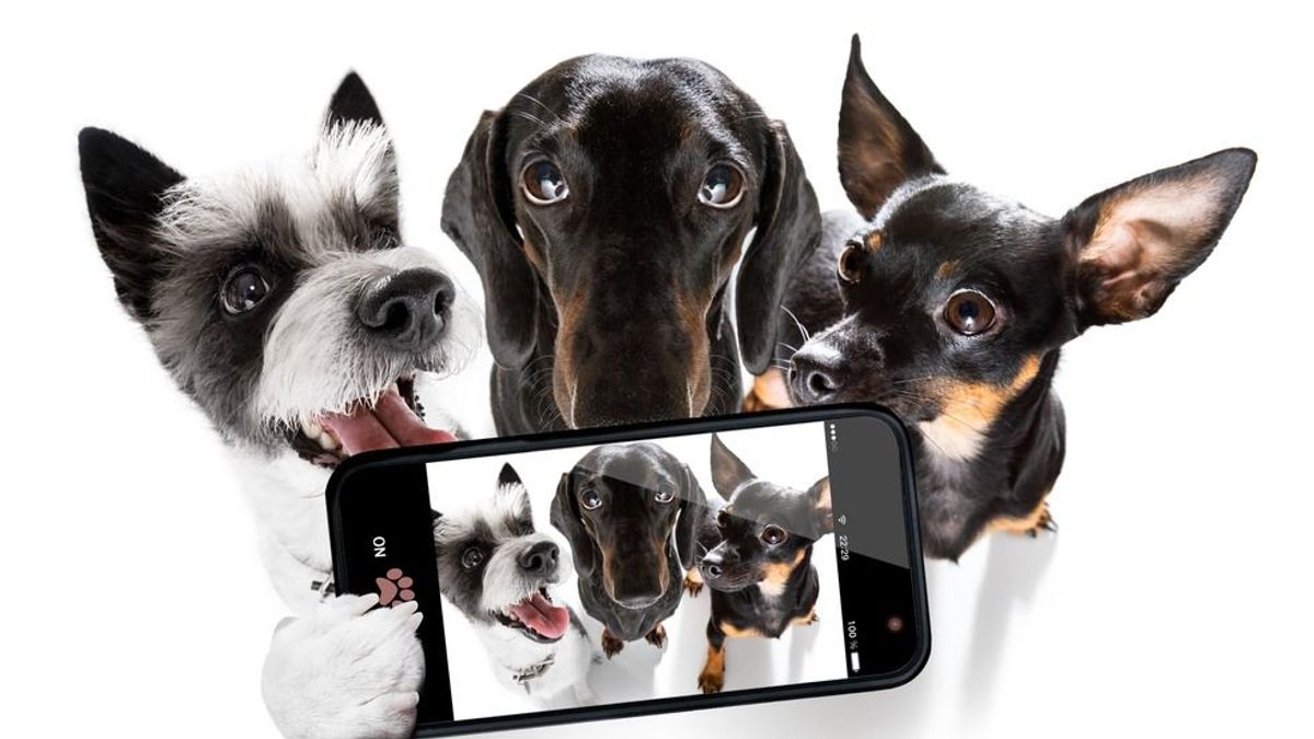 Akár fel is hívhatjuk házi kedvencünket – bemutatták az állatok okostelefonját