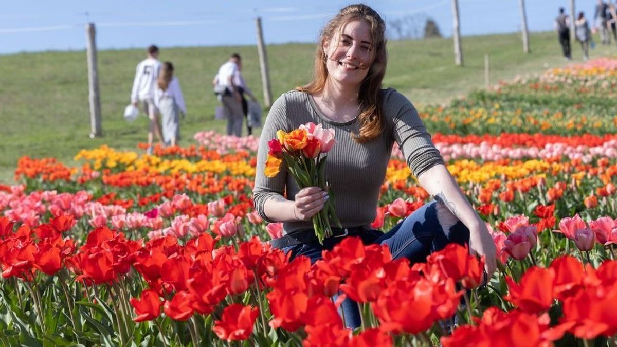 Tavaszi virágözön a Balatonnál – áprilisi tulipánszüret két helyszínen
