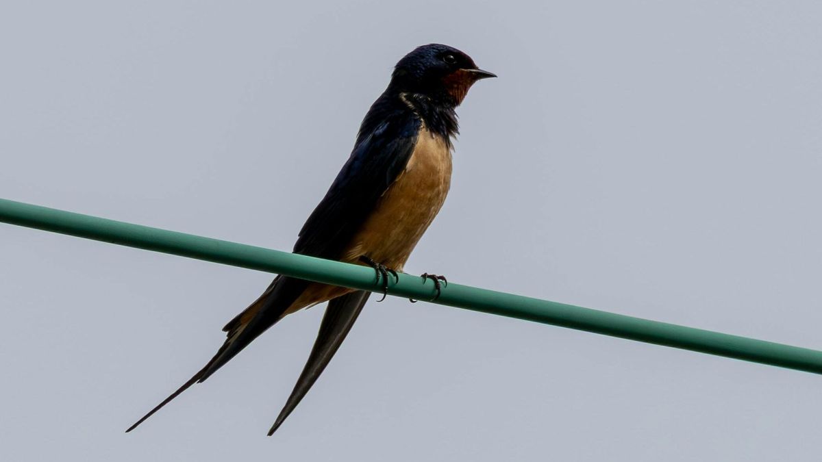 Fecskék, tojások és babonák – vajon működnek?