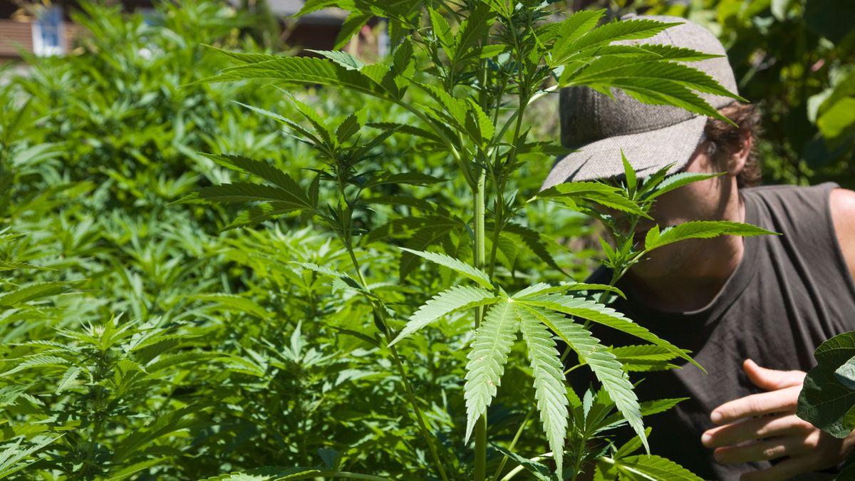 Lakhelye mellett alakított ki kannabisz ültetvényt egy ajkai férfi