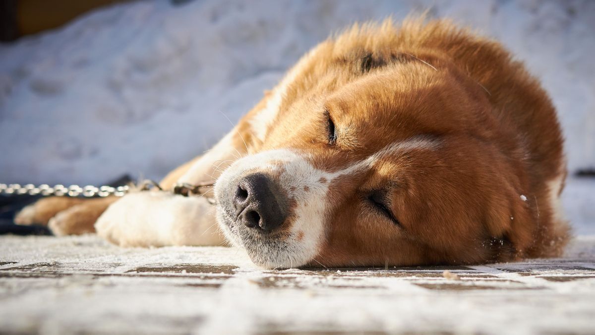 Dermesztő kegyetlenség: kikötözte és sorsára hagyta kutyáját a mínuszokban