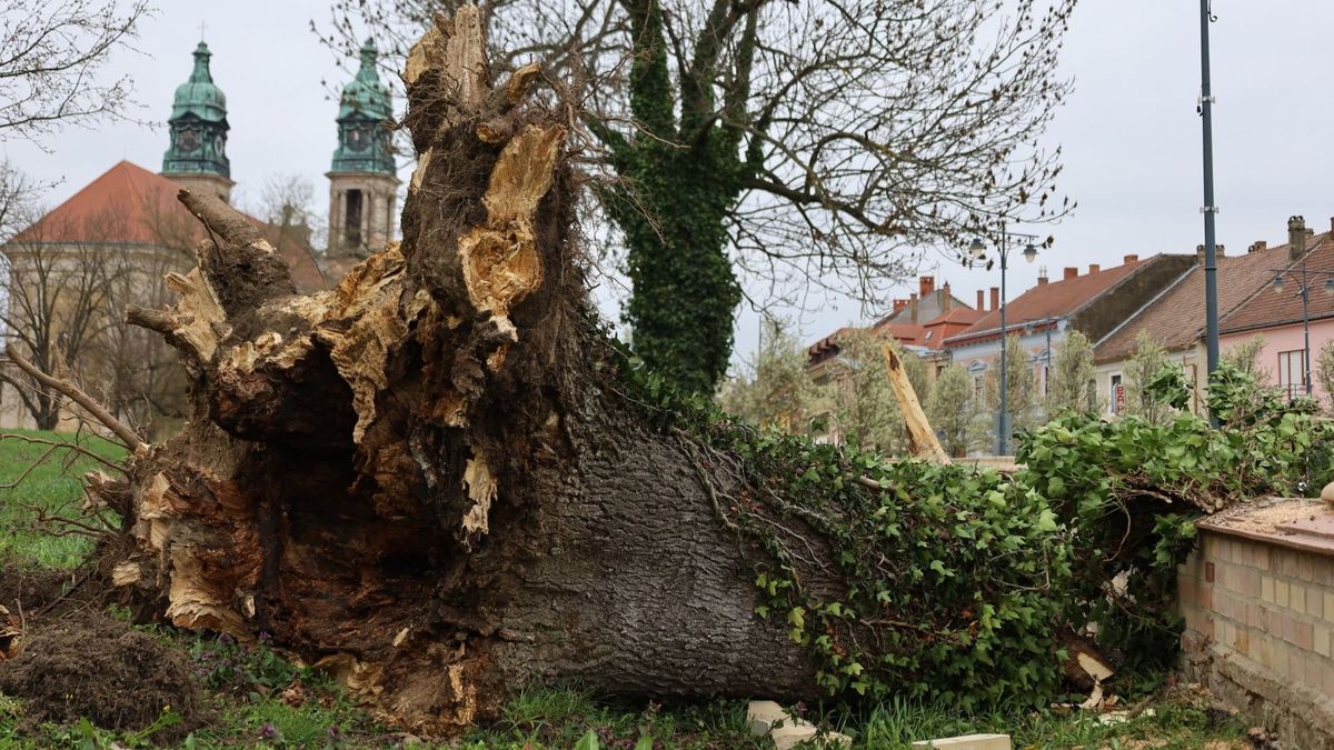 Kiadták a citromsárga riasztást: alaposan megtépázta a szél Veszprém megyét, és még nincs vége