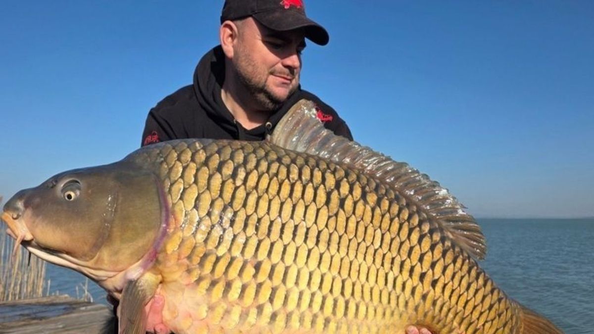 Úgy tűnik, a halak is kedvelik: sárgabarackízű bojli csalta horogra az óriáspontyot