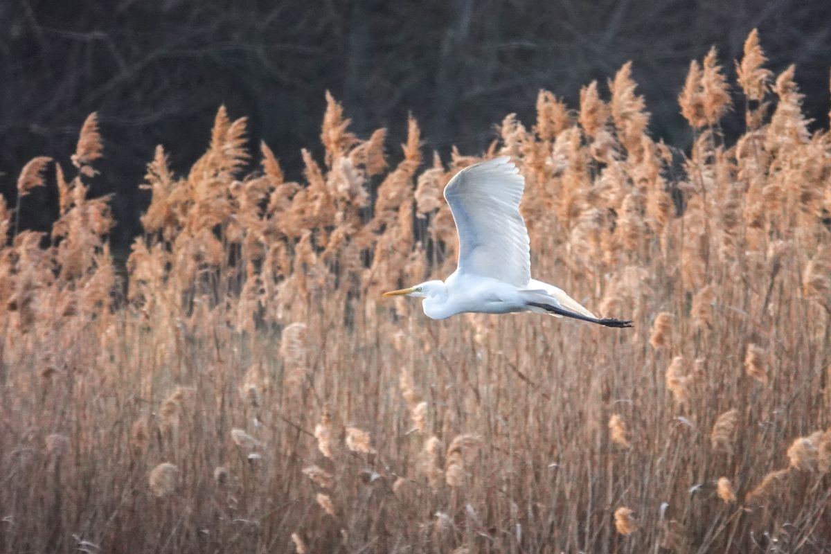 A vármegye szélén, ahol a Keleti-Bakony hegyei, dombjai síksággá szelídülnek, különös, már-már mesébe illő világ tárul elénk. A nádasok fölött hófehér kócsagok emelkednek a levegőbe