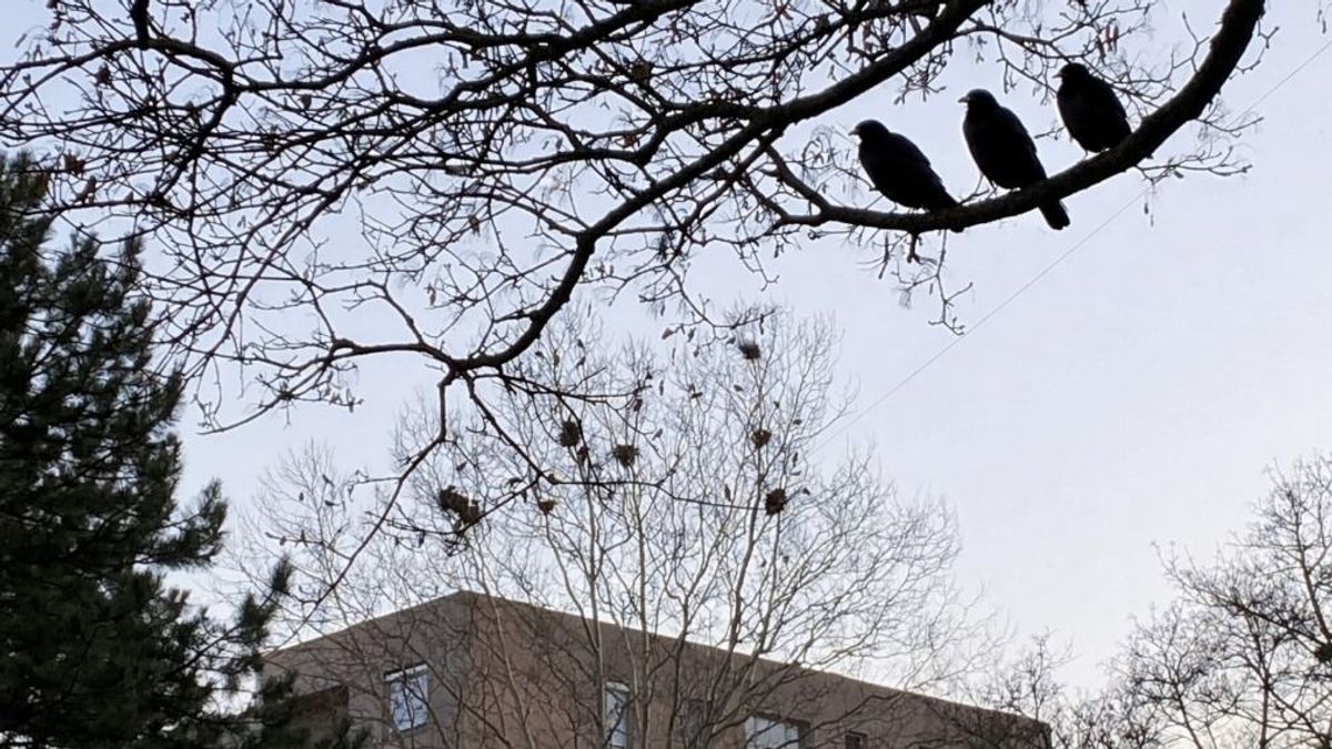 Károgók a városban