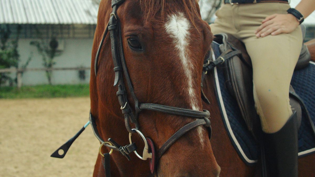 Az új Kincsemként árulta lovát, a Balatonnál jött a leforrázó koppanás