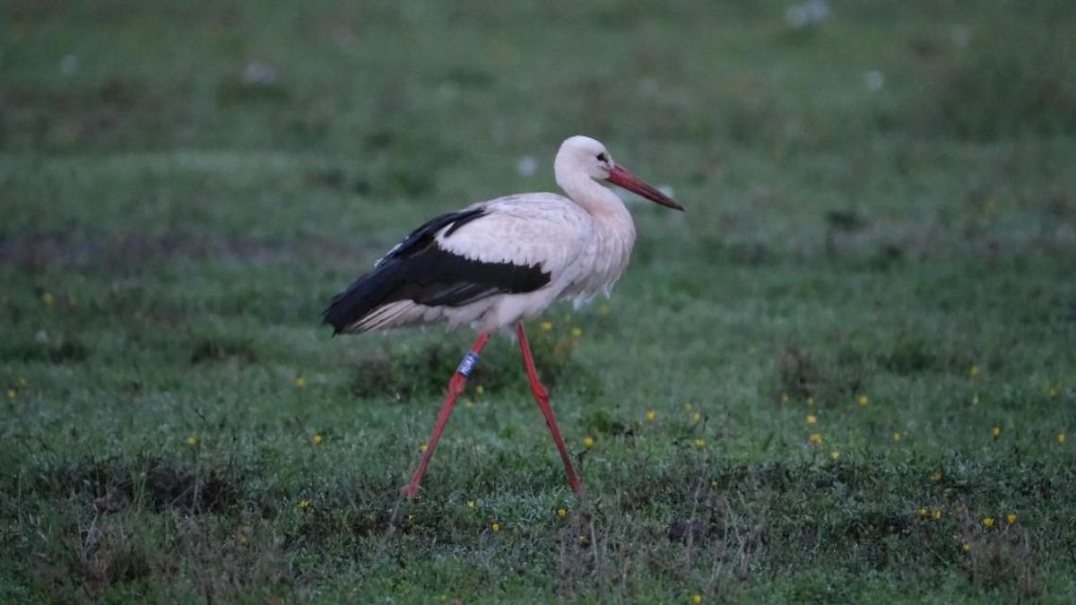 Magyar gólyát fotóztak a Serengetiben – Elképesztő utat tettek meg a gyűrűs madarak