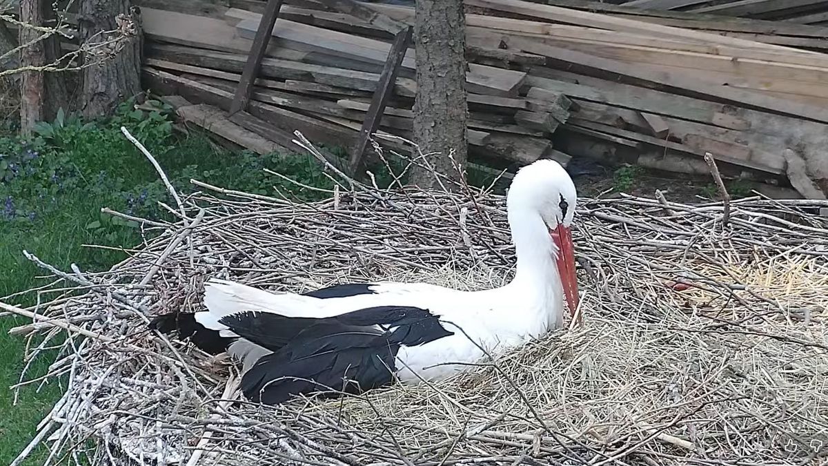 Megvan az első tojás: elindult az idei szezon a legismertebb gólyapárnál – élőben követheted