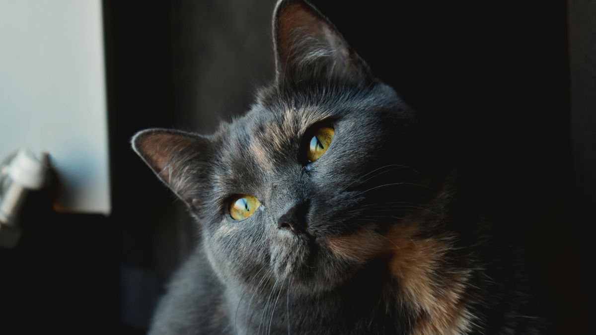 Várpalotán találtuk meg az ország legcukibb szobrát!