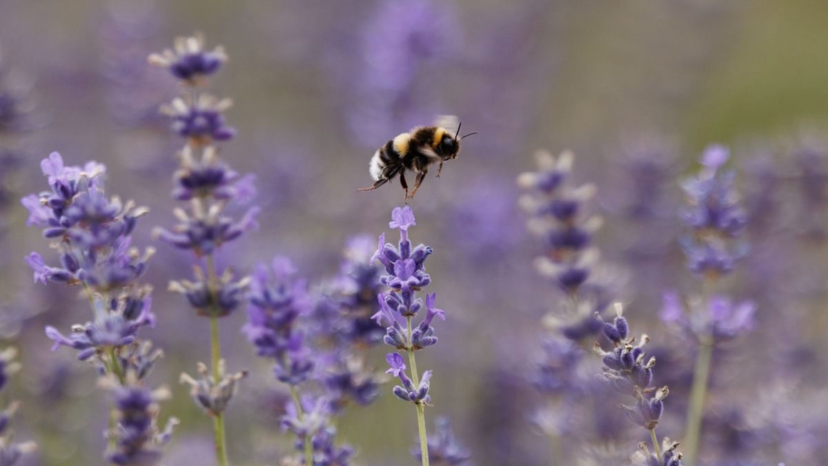 A lila csoda: ezért szeretjük annyira a levendulát (+videó)