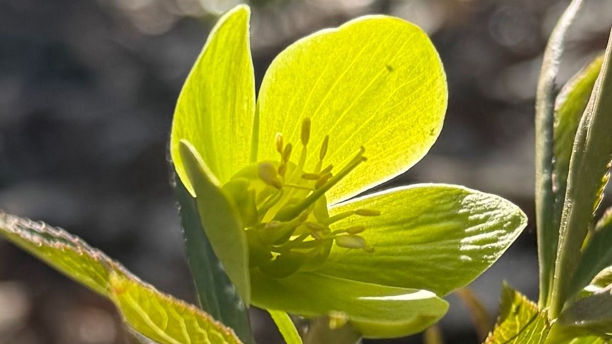 Csodák a hóvirágon és a tőzikén túl: bemutatjuk a Bakony csinos stratégáját (+ fotók)